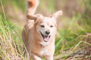 Fotograf Stuttgart Hochzeit Hochzeitsfotograf Tierfotografie Hund