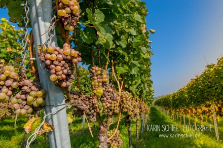 Fotograf Stuttgart Eventfotograf Event Hochzeit Hochzeitsfotograf