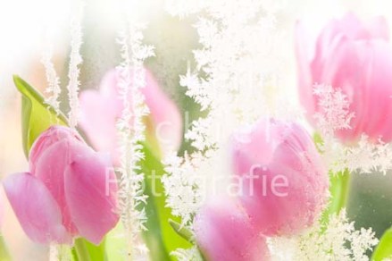 Fotoshooting Fotograf Stuttgart Eventfotograf Event Hochzeit Hochzeitsfotograf