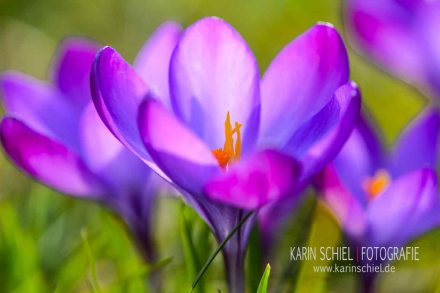 Fotoshooting Fotograf Stuttgart Eventfotograf Event Hochzeit Hochzeitsfotograf