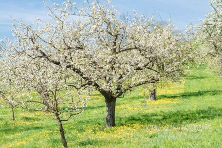 Fotoshooting Fotograf Stuttgart Eventfotograf Event Hochzeit Hochzeitsfotograf