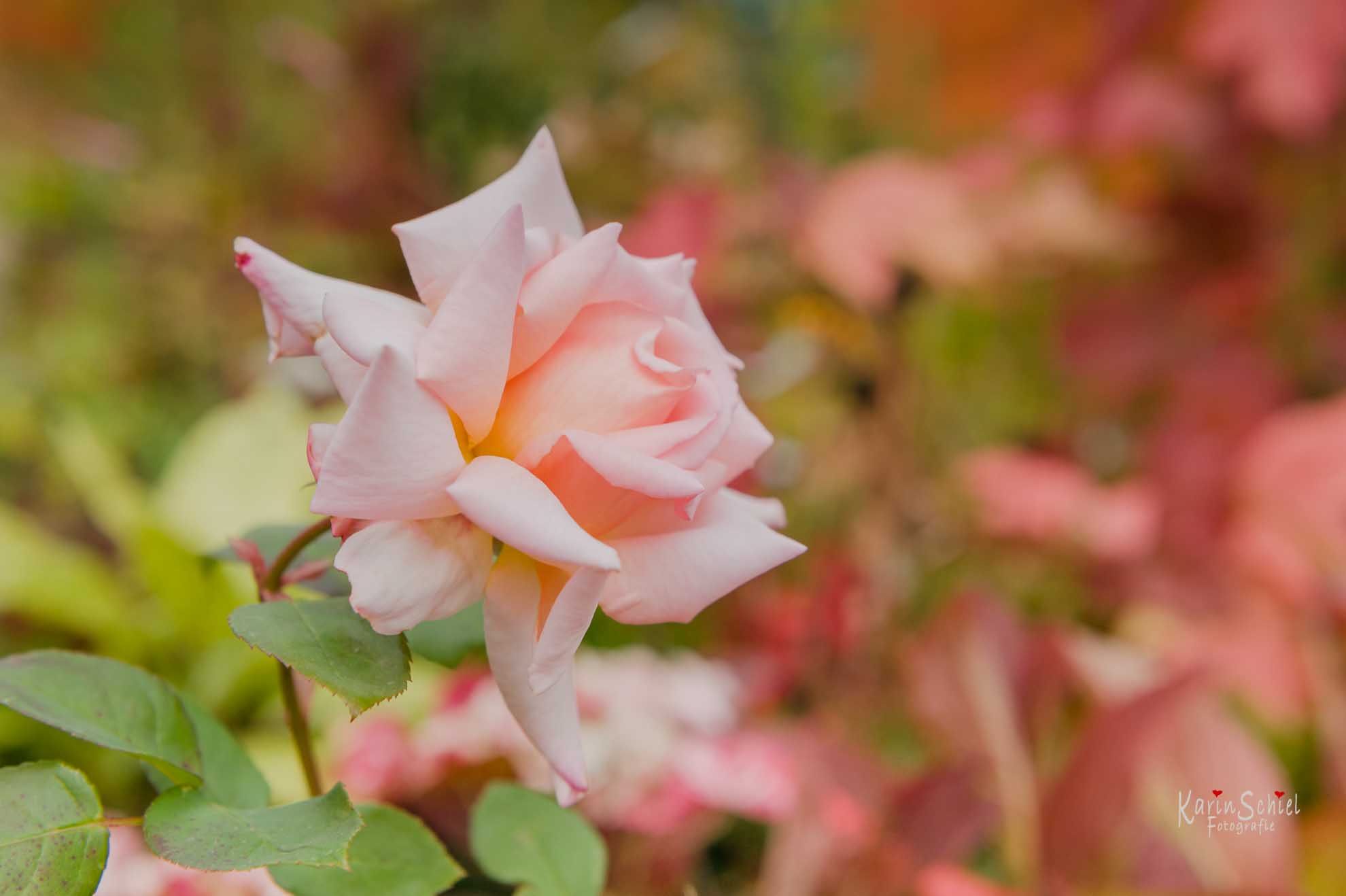 Garten - Einen Baum pflanzen