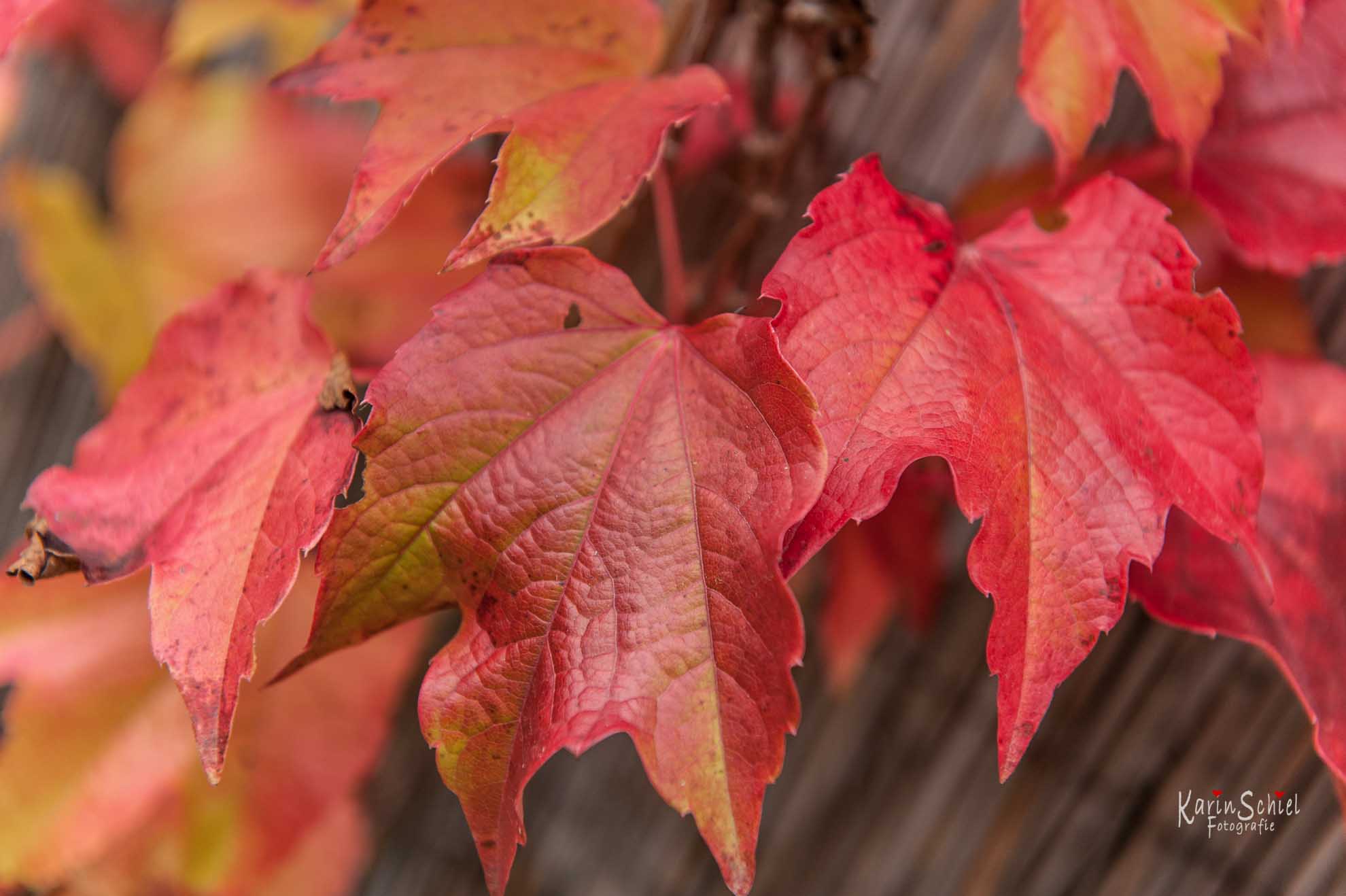 Garten - Einen Baum pflanzen