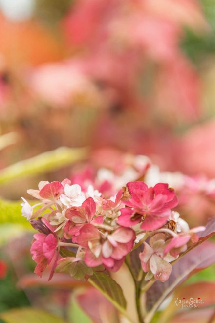 Garten - Einen Baum pflanzen