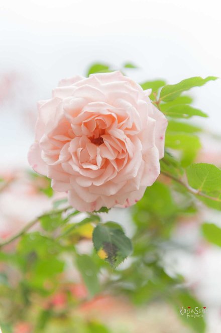 Garten - Einen Baum pflanzen