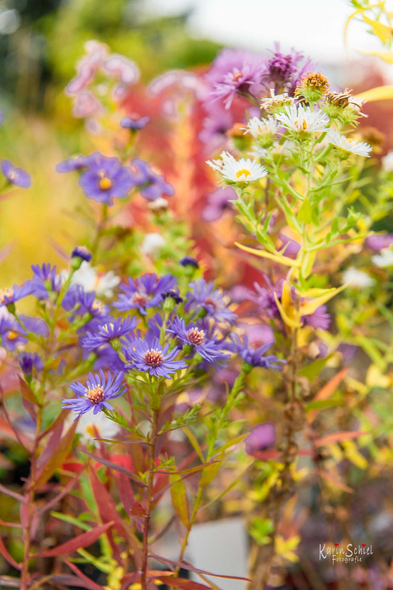 Garten - Einen Baum pflanzen