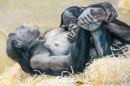 Bonobos in der Wilhelma