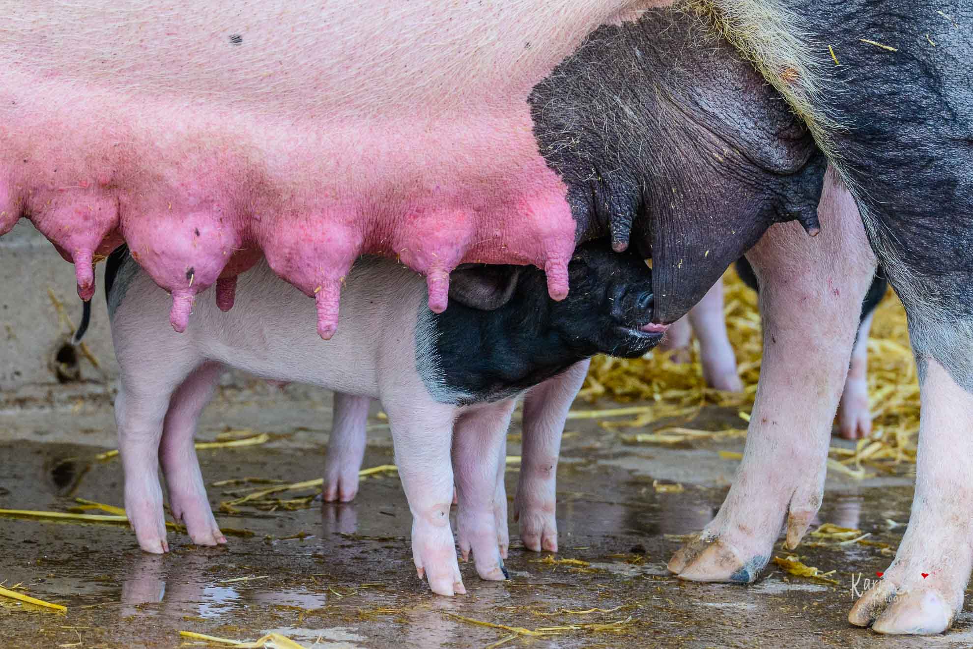 Schweine in der Wilhelma