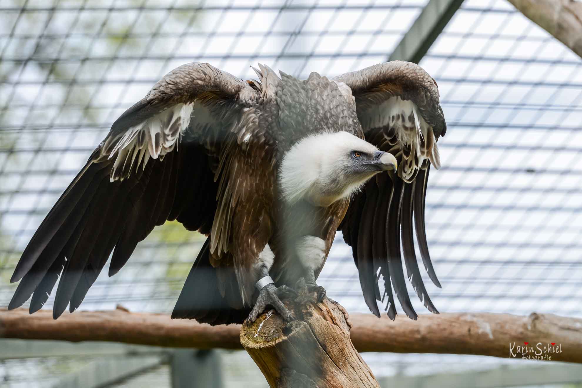 Geier in der Wilhelma