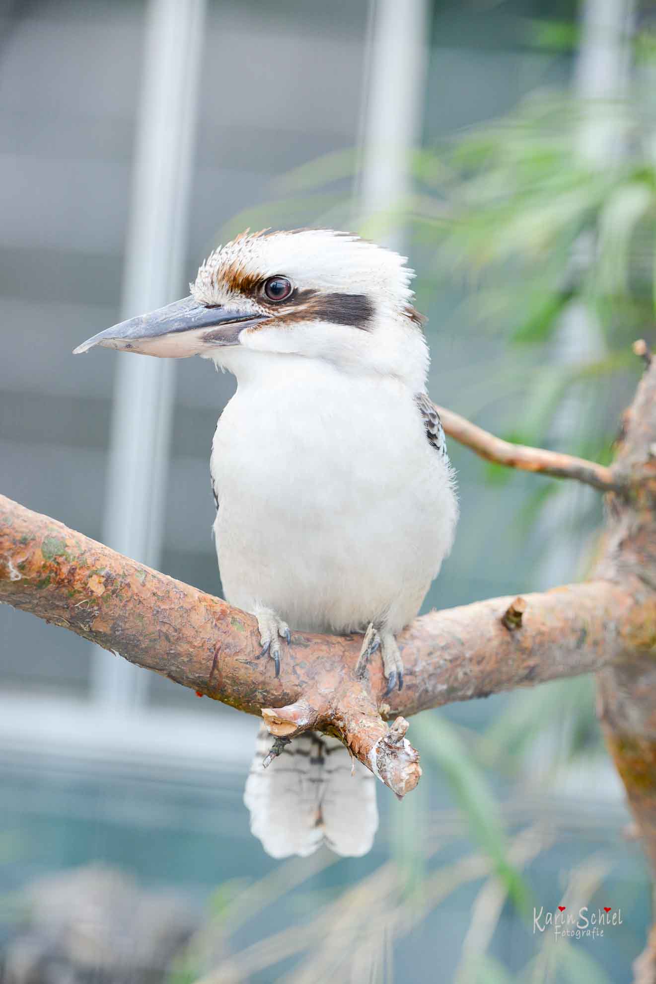Vögel in der Wilhelma