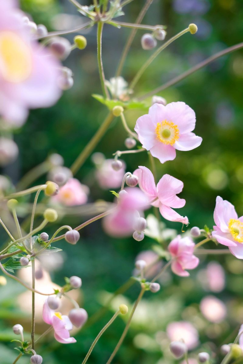 Bauerngarten, Reportage, Eventreportage, Fotografie
